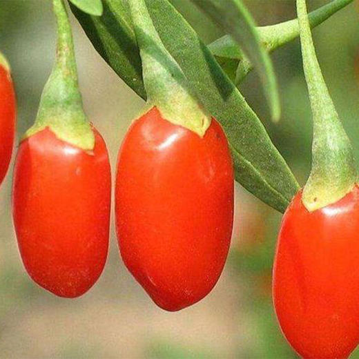 【疆果果】新疆特产 红枸杞原浆 50mL*8瓶 商品图4