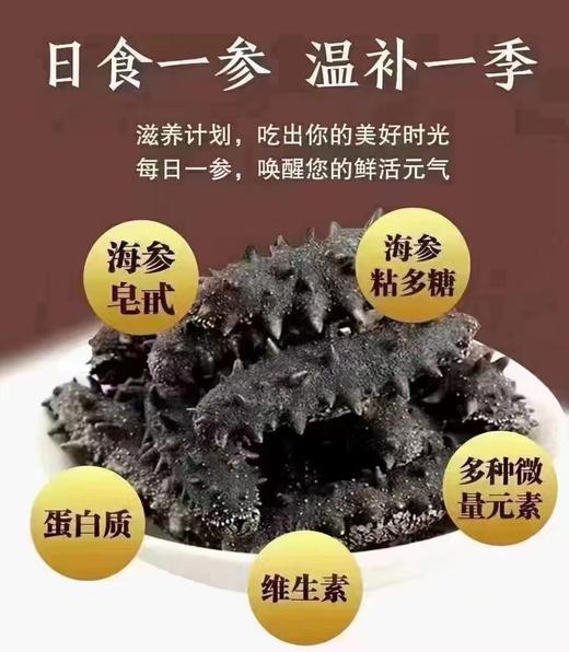 辽聖堂 | 淡干海参500g，自然生长，生态深海捕捞，参刺挺拔，韧性十足 华哥读报创始人亲赴源头选品 商品图3