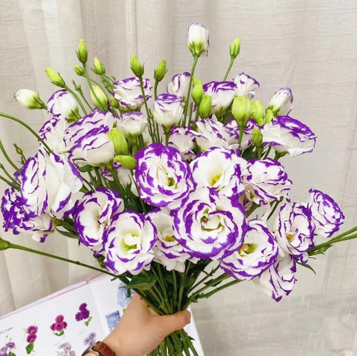 【佳海花业】洋桔梗  紫边 四合一（700-800g） 颜色深浅略有差异 以实物为准 云南基地发货（价格已包含包装费用） 运费以实际为准，多退少补。 商品图2