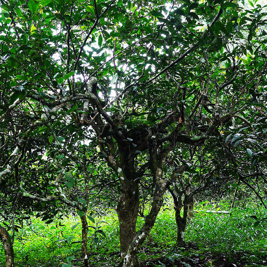 【旧衙门】23年头春头采古茶易武斗茶大会金奖原料易武北大门被遗忘的“亚特兰蒂斯”拍5发6 商品图4