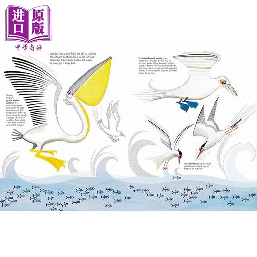 【中商原版】一千条鱼 1001 Fish 英文原版 儿童科普绘本 动物知识百科图画书 精装精品绘本 进口儿童读物 Joanna Rzezak 商品图2