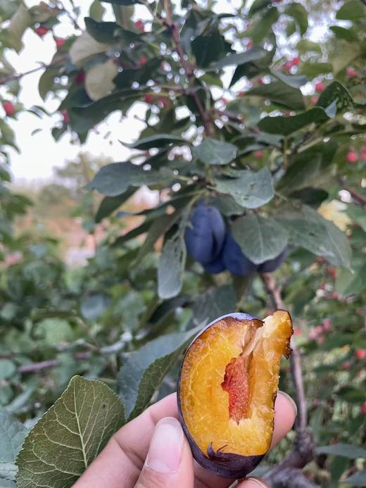 西梅甘肃西梅一箱4斤 商品图1