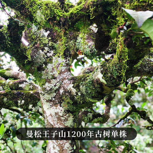 【最后十几饼】【曼松单株】2023年高奢春茶头春头采曼松单株单株1200年古树真正皇家味道献给那些JI致热爱的茶友357g/饼 商品图5
