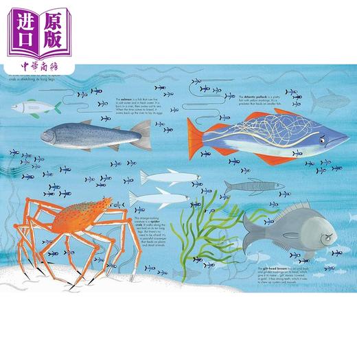 【中商原版】一千条鱼 1001 Fish 英文原版 儿童科普绘本 动物知识百科图画书 精装精品绘本 进口儿童读物 Joanna Rzezak 商品图1