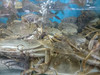 蜜洲农场   红海大闸蟹 2.2-2.3两10只 商品缩略图2