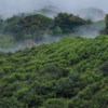 凤凰单丛·潮州凤凰山乌岽村 高山云雾的老树茶 茶中香水 幽柔回甘 商品缩略图6