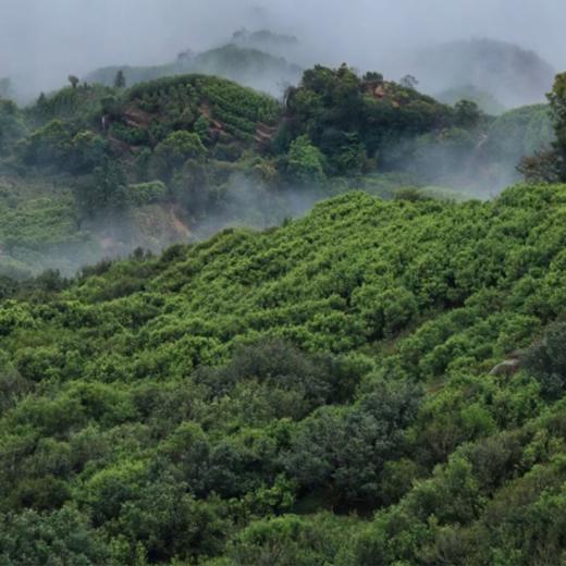 凤凰单丛·潮州凤凰山乌岽村 高山云雾的老树茶 茶中香水 幽柔回甘 商品图6