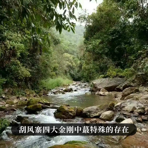 【大师手作—冷水河】2017年春茶采用宣哥独创制茶工艺亲制六年珍藏不可小觑的隐士王者量少稀珍 357g/饼 商品图8