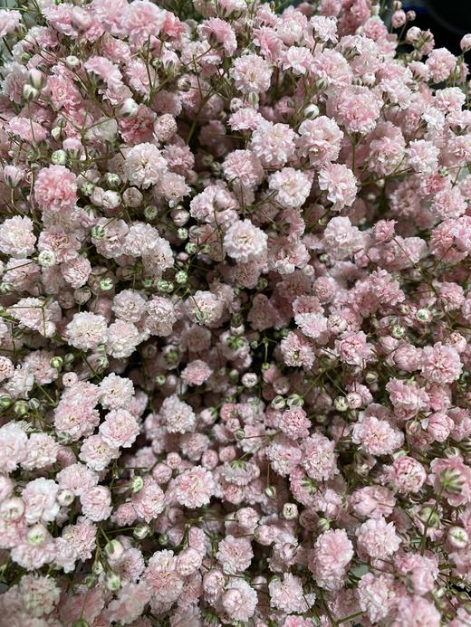 出口级满天星 | 马卡粉 商品图0