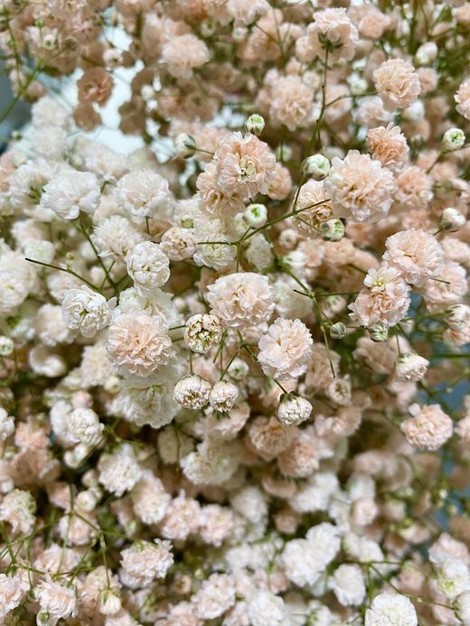 出口级满天星 | 马卡浅粉 商品图4