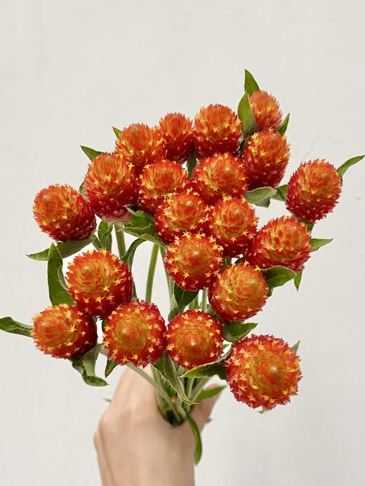 配花 | 单头千日红橙色 商品图0