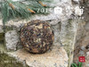 【限量特供】11年陈老白茶饼，老白茶里的标杆，2014白露饼带来浓郁枣香、药香！ 商品缩略图10