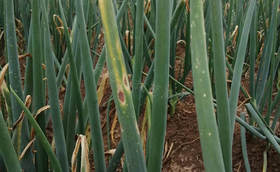 一篇文章教您看懂大葱霜霉病,灰霉病和斑病的区别