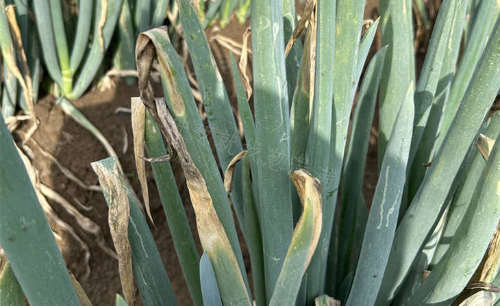 多种病害多发 多种病害多发