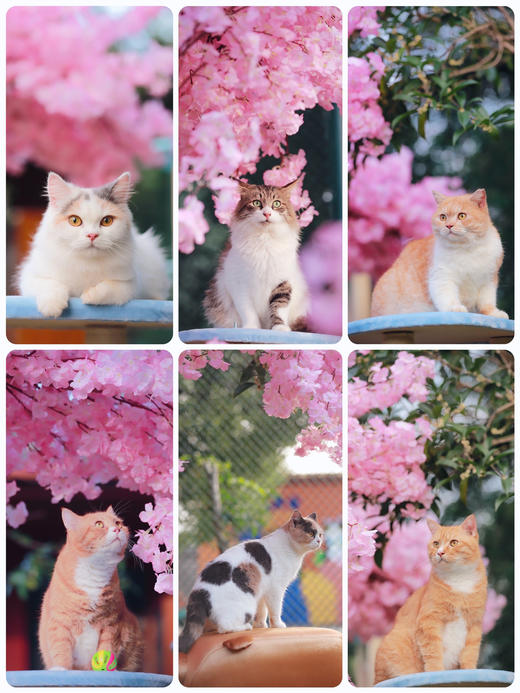 糗糗庄园猫猫电子照片 商品图14