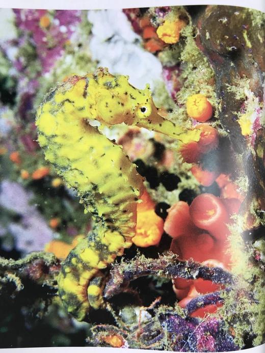 海洋：探索海底世界的隐秘深处 160余幅彩色插图 精装16开 商品图11