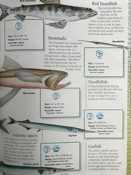国家地理动物百科全书 数百幅彩色插图 精装16开 商品图7