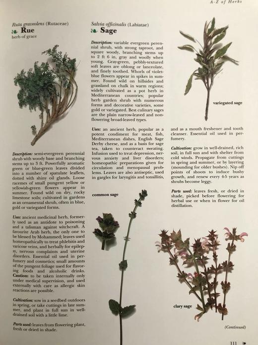 药草图鉴与烹饪食谱（1995） 600余幅插图 精装大16开 商品图13