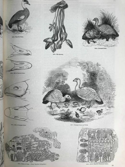 约19世纪早期 动物版画图鉴（全2卷合订本） 约4000幅版画插图 真皮精装8开 商品图14