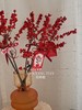 好运冬青 · 瓶花 商品缩略图2