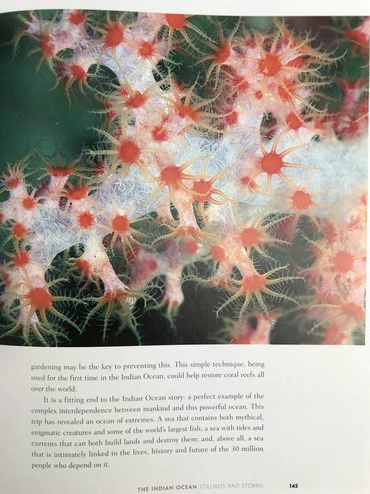 海洋：探索海底世界的隐秘深处 160余幅彩色插图 精装16开 商品图10