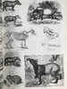 约19世纪早期 动物版画图鉴（全2卷合订本） 约4000幅版画插图 真皮精装8开 商品缩略图8