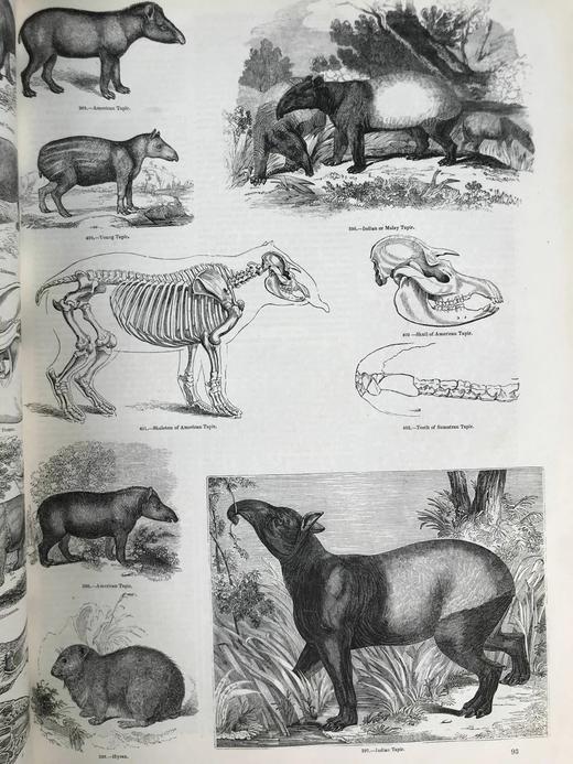 约19世纪早期 动物版画图鉴（全2卷合订本） 约4000幅版画插图 真皮精装8开 商品图8