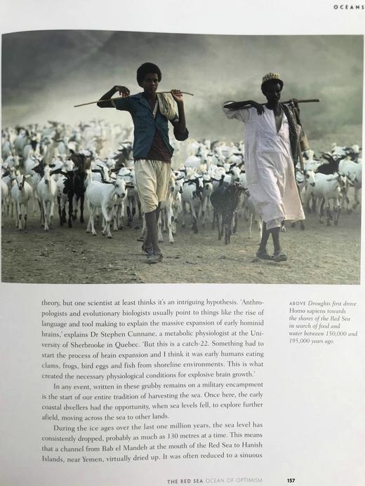 海洋：探索海底世界的隐秘深处 160余幅彩色插图 精装16开 商品图7