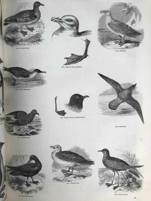 约19世纪早期 动物版画图鉴（全2卷合订本） 约4000幅版画插图 真皮精装8开 商品图13