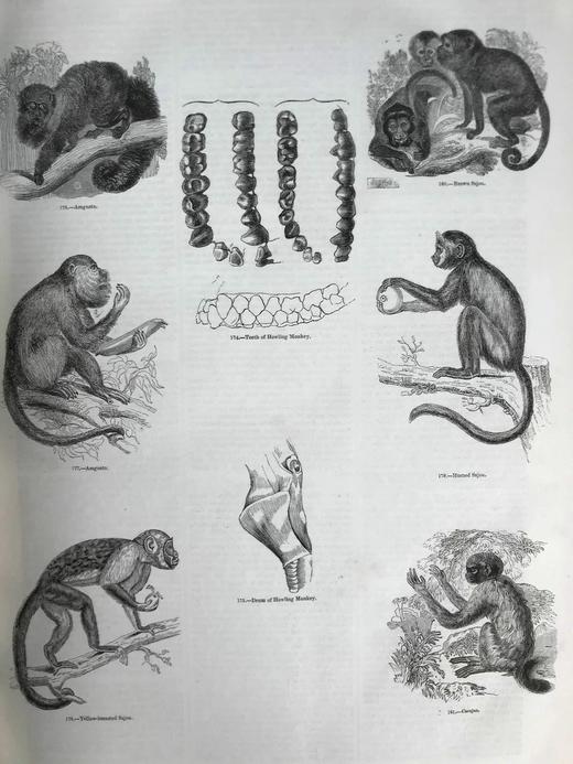 约19世纪早期 动物版画图鉴（全2卷合订本） 约4000幅版画插图 真皮精装8开 商品图10