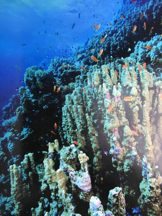 海洋：探索海底世界的隐秘深处 160余幅彩色插图 精装16开 商品图6