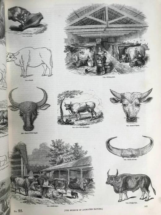 约19世纪早期 动物版画图鉴（全2卷合订本） 约4000幅版画插图 真皮精装8开 商品图7