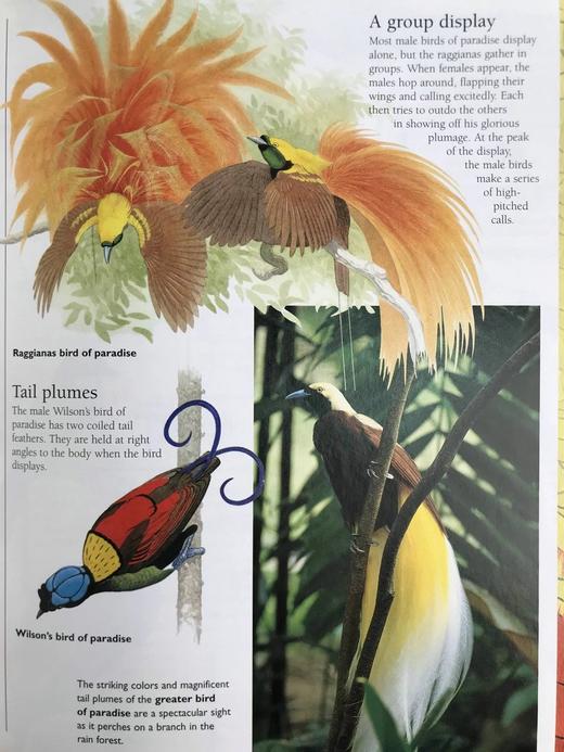 国家地理动物百科全书 数百幅彩色插图 精装16开 商品图10