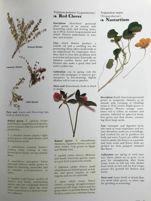 药草图鉴与烹饪食谱（1995） 600余幅插图 精装大16开 商品图12