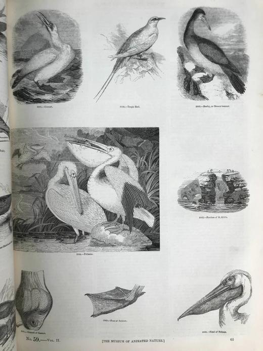 约19世纪早期 动物版画图鉴（全2卷合订本） 约4000幅版画插图 真皮精装8开 商品图12