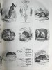 约19世纪早期 动物版画图鉴（全2卷合订本） 约4000幅版画插图 真皮精装8开 商品缩略图9