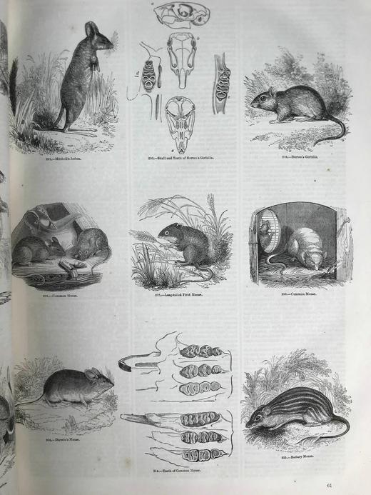 约19世纪早期 动物版画图鉴（全2卷合订本） 约4000幅版画插图 真皮精装8开 商品图9