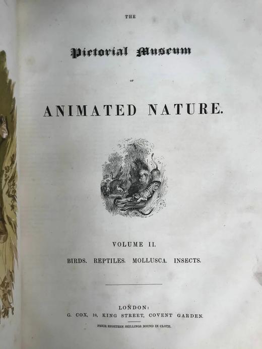 约19世纪早期 动物版画图鉴（全2卷合订本） 约4000幅版画插图 真皮精装8开 商品图5