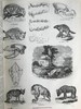 约19世纪早期 动物版画图鉴（全2卷合订本） 约4000幅版画插图 真皮精装8开 商品缩略图6