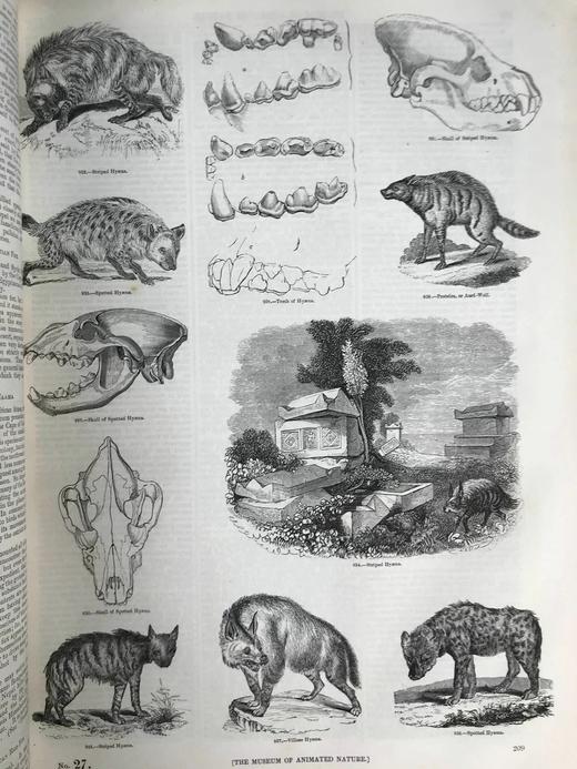 约19世纪早期 动物版画图鉴（全2卷合订本） 约4000幅版画插图 真皮精装8开 商品图6