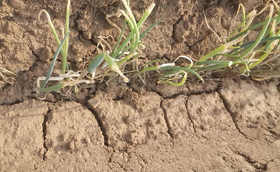 种葱别再这样做,只会加快大葱死亡!