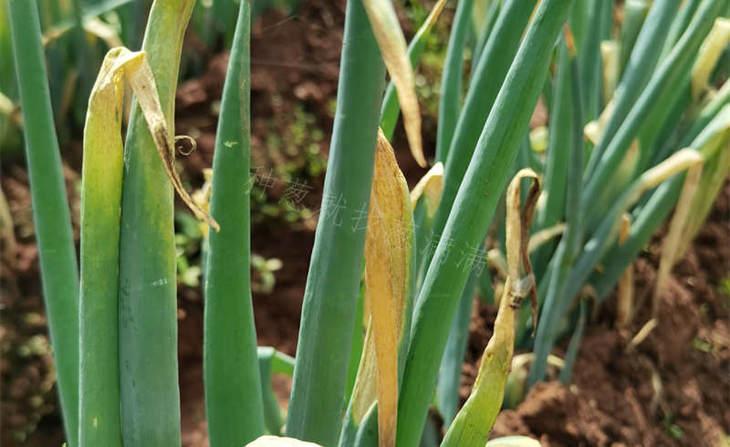 葱疫病 葱疫病