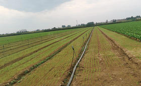 秋季大葱育苗什么时候播种?如何提高育苗成功率?