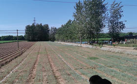 白露葱育苗注意事项