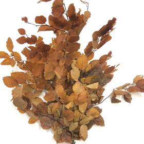 黄色橡树叶yellow70cm -单扎