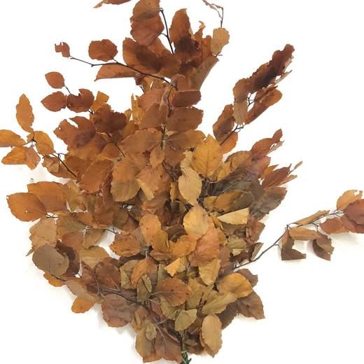 黄色橡树叶yellow70cm -单扎 商品图0