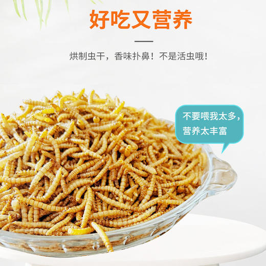 面包虫干袋装芦丁鸡鹦鹉仓鼠粮食饲料 高蛋白 商品图2