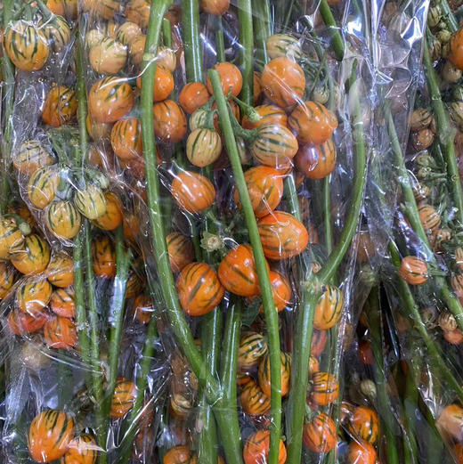 长寿果 商品图0