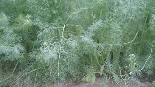 年卡-茴香300g 商品图0