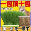 【出芽率99%】水培猫草即食去毛球无土种子化毛球猫咪超大盆零食 商品缩略图0